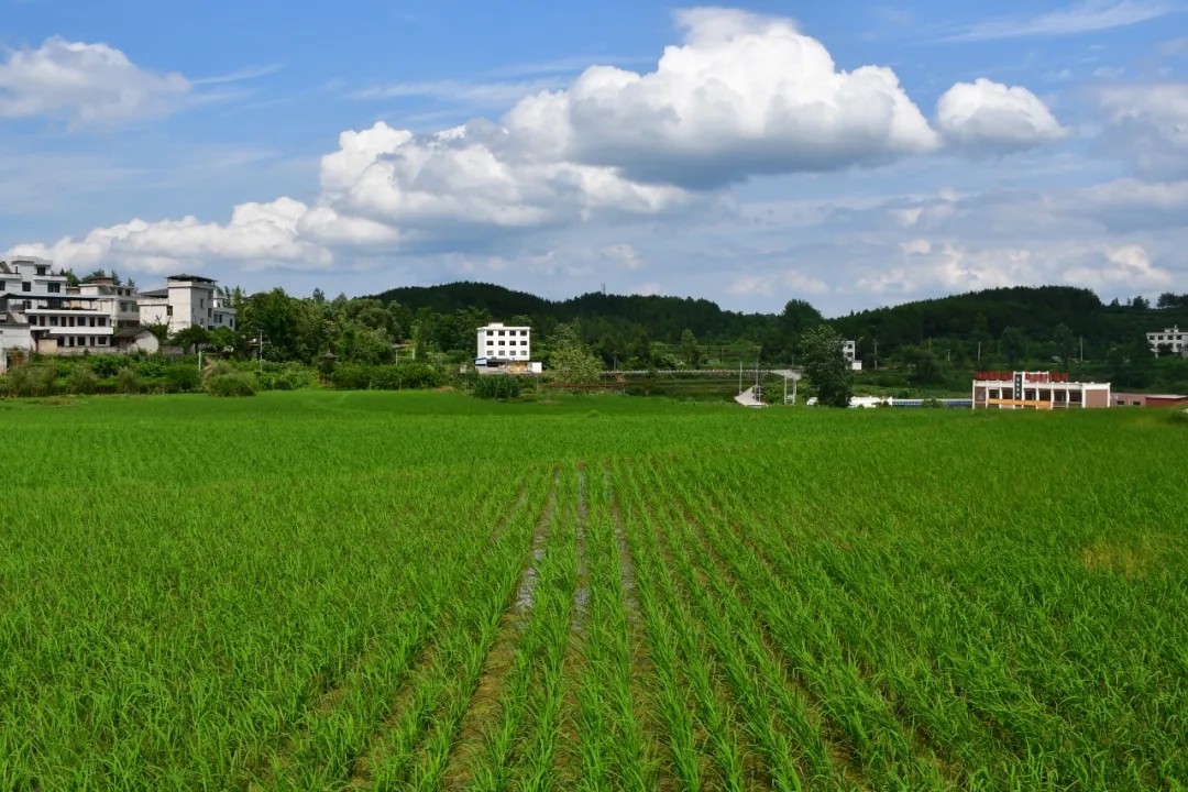 張軍：腳踏實(shí)地踐初心